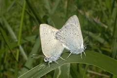 Satyrium sylvinus dryope