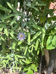 Passiflora mooreana