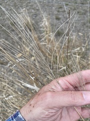 Trichloris pluriflora