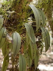 Acianthera unguicallosa