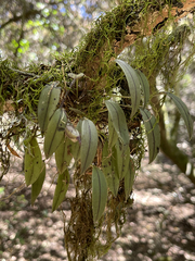 Acianthera unguicallosa