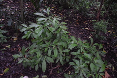 Psychotria carthagenensis