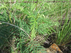 Acaciella