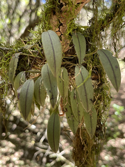 Acianthera unguicallosa