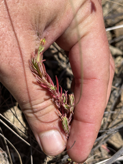 Hypericum eastwoodianum