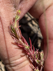 Hypericum eastwoodianum
