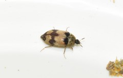 Attagenus bifasciatus