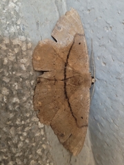 Chorodna ochreimacula