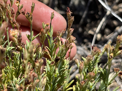 Hypericum eastwoodianum