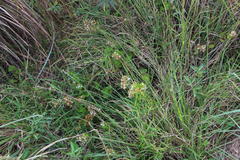 Crassula pellucida brachypetala