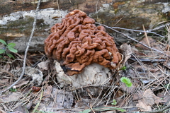 Gyromitra gigas