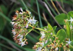 Crassula pellucida brachypetala