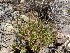 Hypericum eastwoodianum