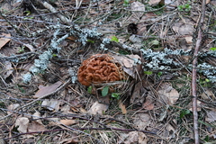 Gyromitra gigas