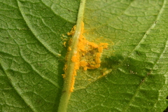 Melampsora rostrupii
