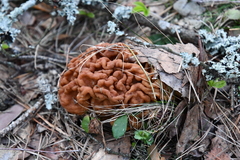 Gyromitra gigas