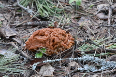 Gyromitra gigas