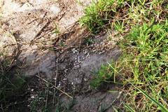 Aonyx capensis capensis