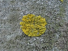 Xanthoria parietina