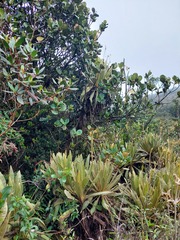 Espeletia occidentalis