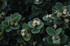 Eugenia capensis capensis