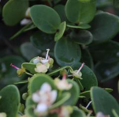 Eugenia capensis capensis