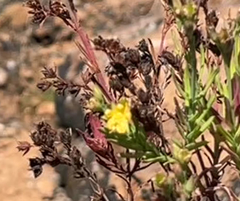 Hypericum eastwoodianum