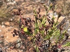 Hypericum eastwoodianum