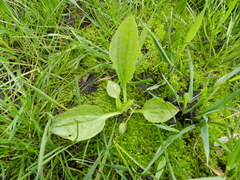 Plantago major