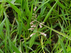 Poa annua
