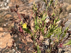 Hypericum eastwoodianum
