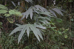Hedychium gardnerianum