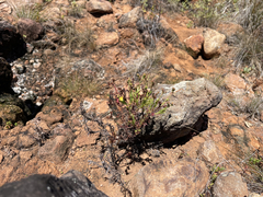 Hypericum eastwoodianum