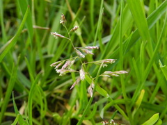 Poa annua