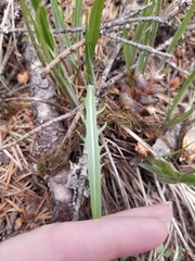 Crepis atribarba