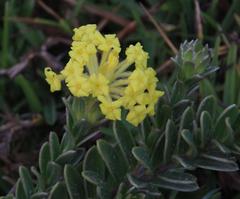 Lasiosiphon anthylloides