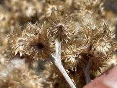 Pseudognaphalium attenuatum