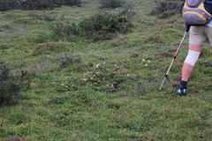 Lasiosiphon anthylloides