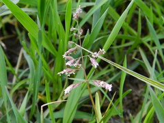 Poa annua