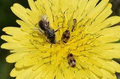 Attagenus bifasciatus