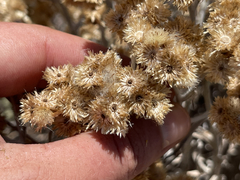Pseudognaphalium attenuatum