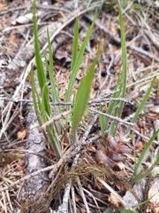 Crepis atribarba