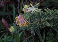 Lasiosiphon anthylloides