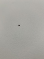 Anthocomus equestris