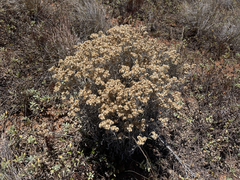 Pseudognaphalium attenuatum