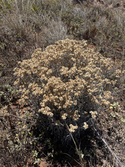 Pseudognaphalium attenuatum