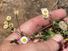 Erigeron socorrensis