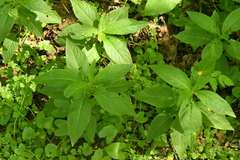 Melampsora rostrupii