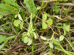 Trifolium campestre