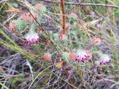 Erica barbigeroides
